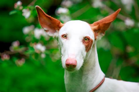 venta de podencos ibicencos|Podenco Ibicenco (Ibizan Hound)